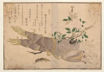 Earwig and mole-cricket, 1788